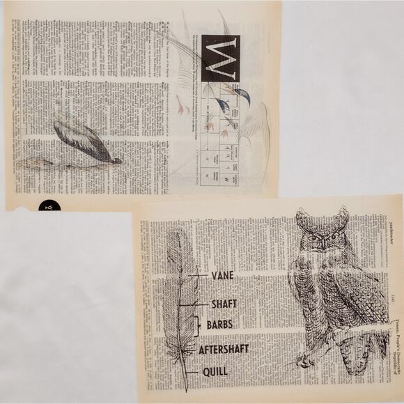 Bird Dictionary Prints 2, Colorful Bird Prints, Book Page Prints - Picture 6 of 6